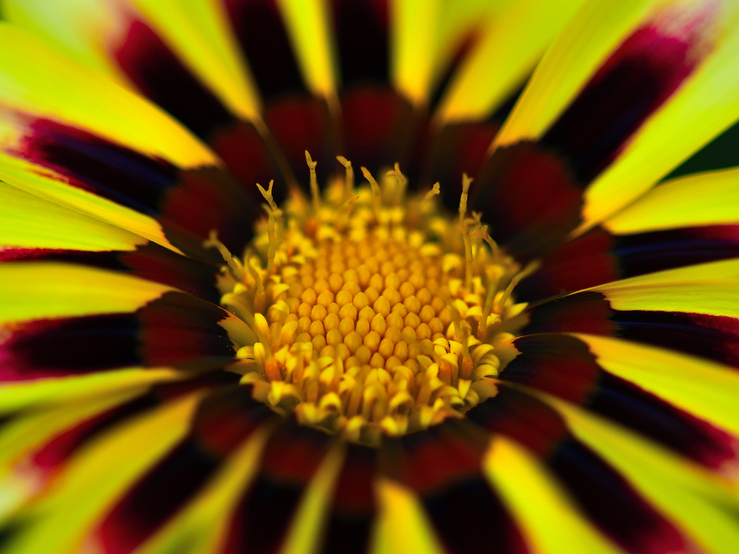 MIWOBLÜ, Halbstrauchgazanie  (Gazania rigens)