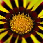 MIWOBLÜ, Halbstrauchgazanie  (Gazania rigens)