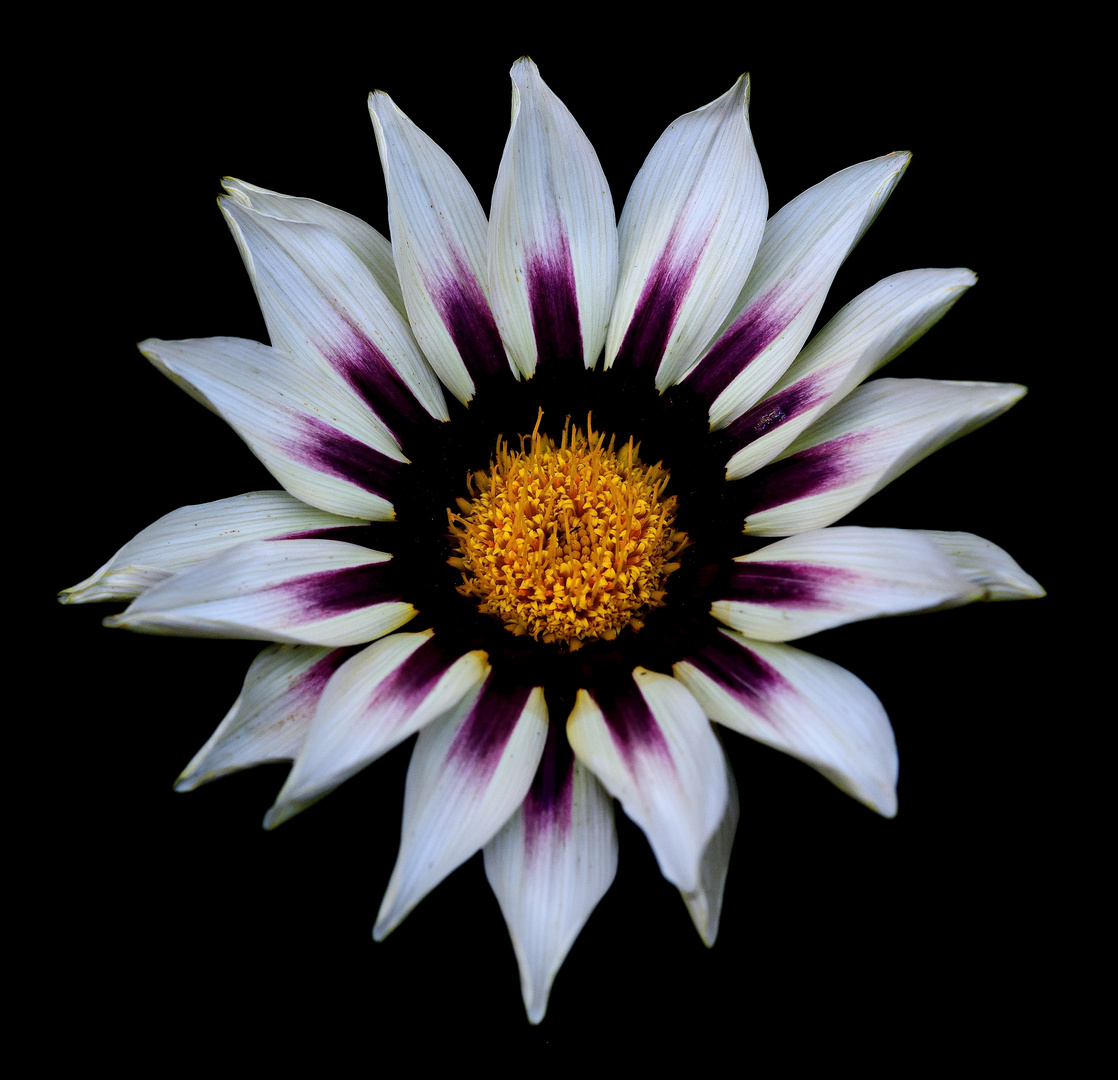 MIWOBLÜ, Halbstrauchgazanie  (Gazania rigens)