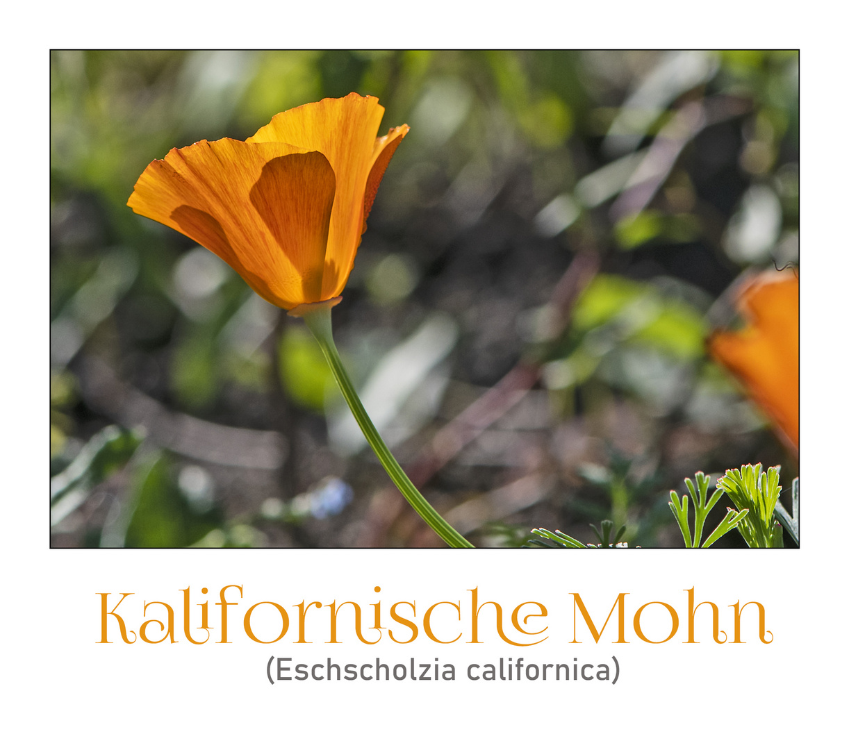 MiWoBlü - Kalifornischer Mohn (Eschscholzia californica) . . .