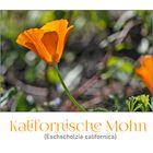 MiWoBlü - Kalifornischer Mohn (Eschscholzia californica) . . .