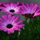 MIWOBLÜ, Kapkörbchen,  Osteospermum, 