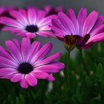 MIWOBLÜ, Kapkörbchen,  Osteospermum, 