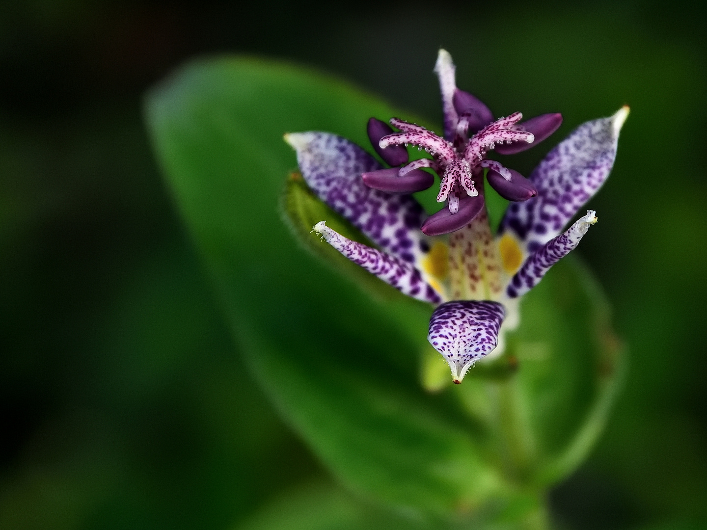 MIWOBLÜ Krötenlilie (Tricyrtis), 