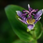 MIWOBLÜ Krötenlilie (Tricyrtis), 