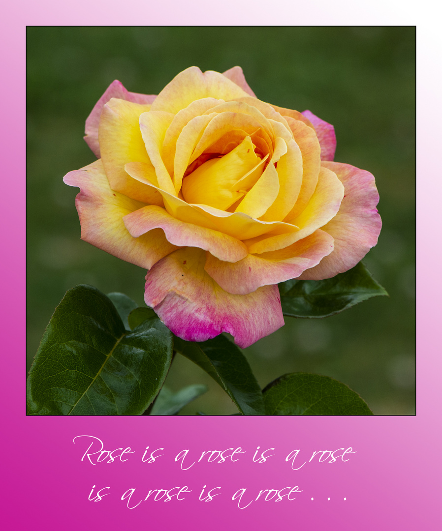 MiWoBlü -  Rose is a rose is a rose is a rose (1) . . .