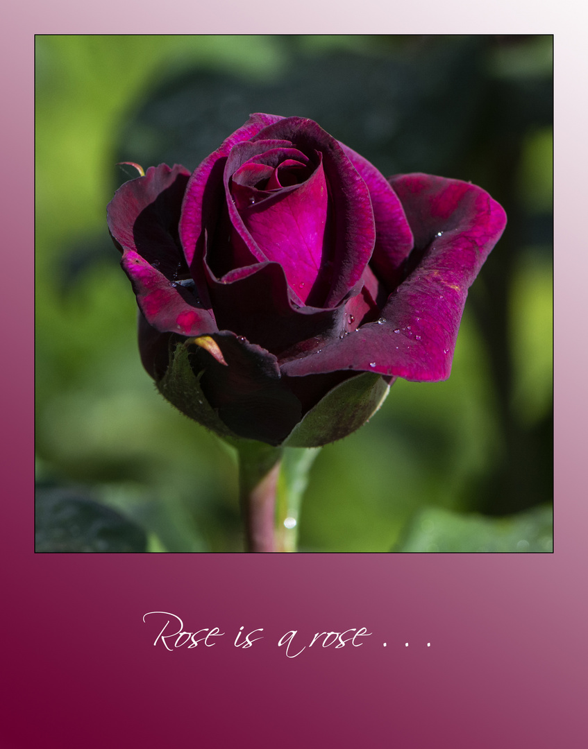 MiWoBlü -  Rose is a rose is a rose is a rose (2) . . .