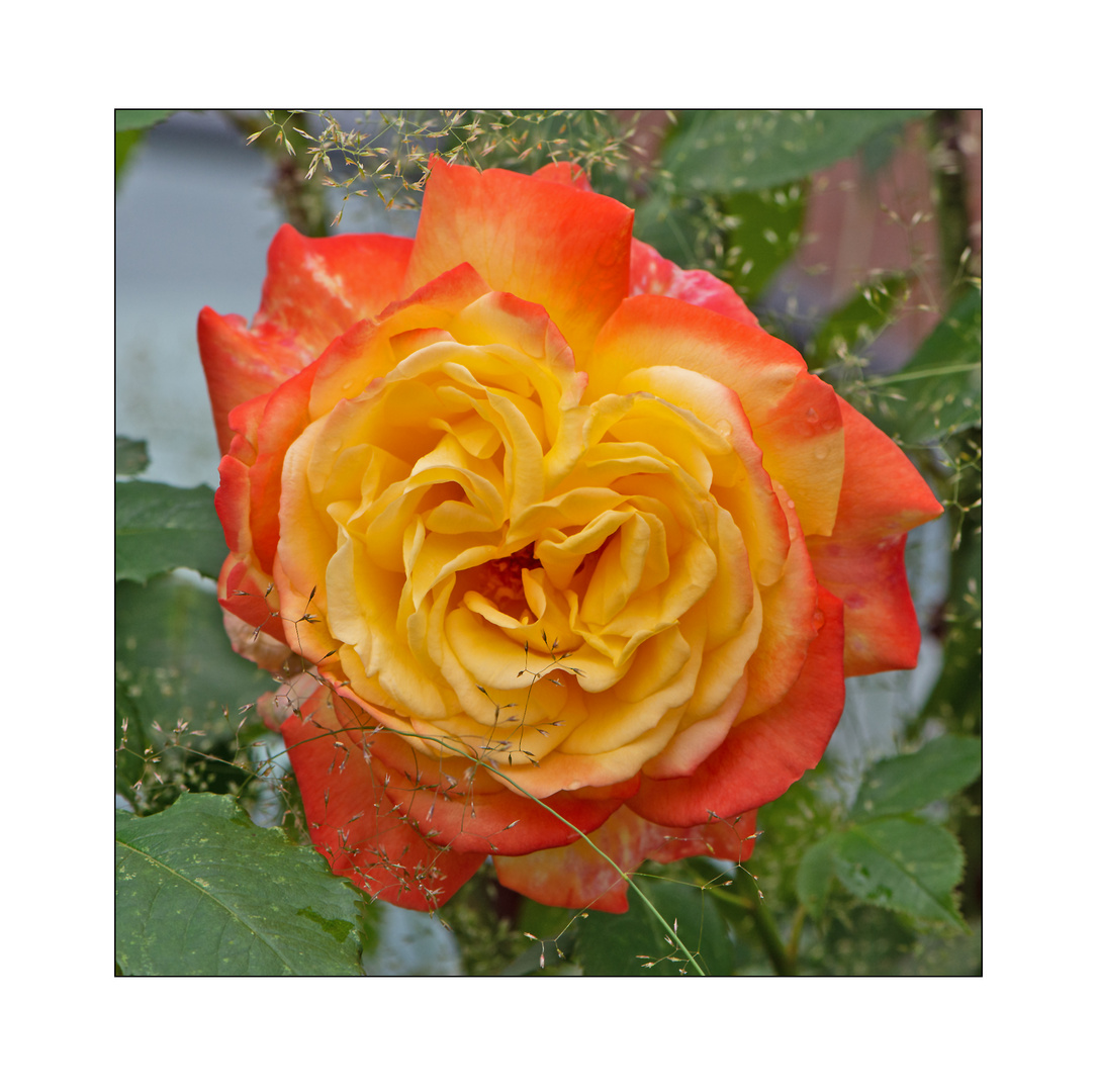 MiWoBlü - Rosen aus unserem Garten (6) . . .