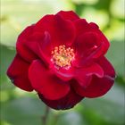 MiWoBlü - Rosen aus unserem Garten (8) . . .