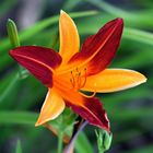 MIWOBLÜ, Taglilie, (Hemerocallis)