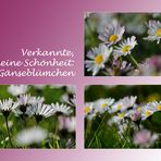 MiWoBlü - Verkannte Schönheit: Das Gänseblümchen