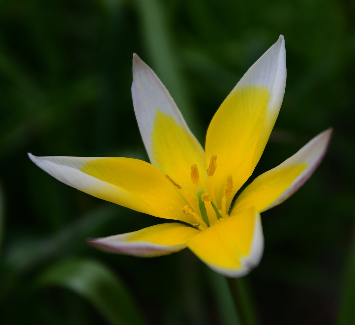 MIWOBLÜ, wilde Tulpe, Tulipa sylvestris, Tulipán silvestre