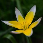 MIWOBLÜ, wilde Tulpe, Tulipa sylvestris, Tulipán silvestre