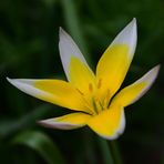 MIWOBLÜ, wilde Tulpe, Tulipa sylvestris, Tulipán silvestre