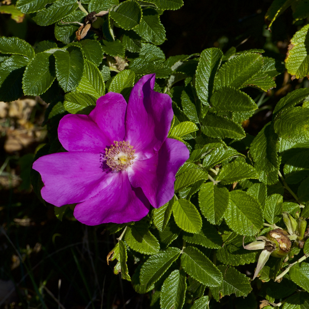 MIWOBLÜ13.10.2021.  Die Sylter Rose