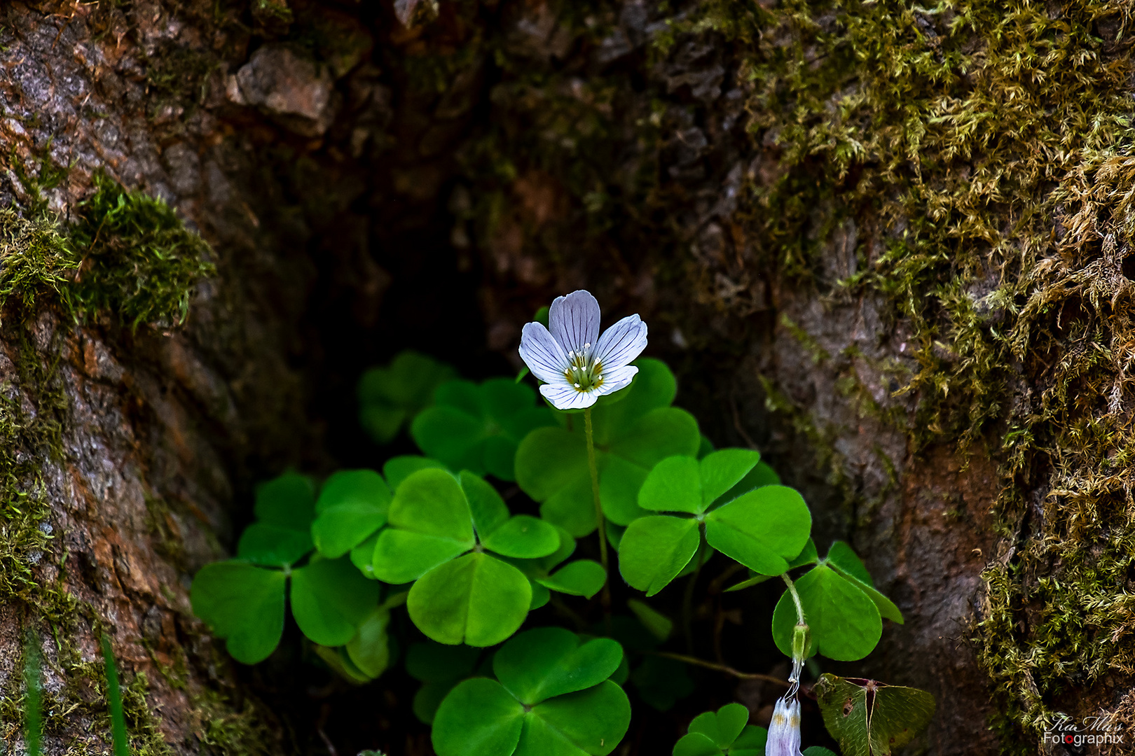 Miwoblümchen