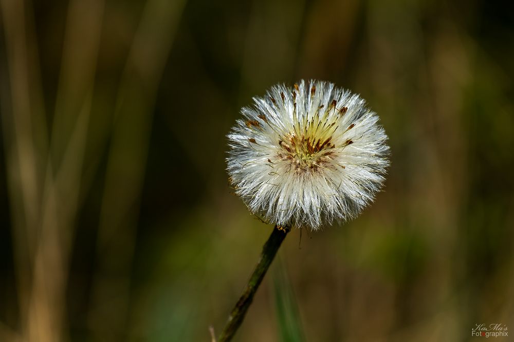 Miwoblümchen