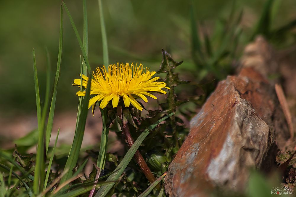 Miwoblümchen