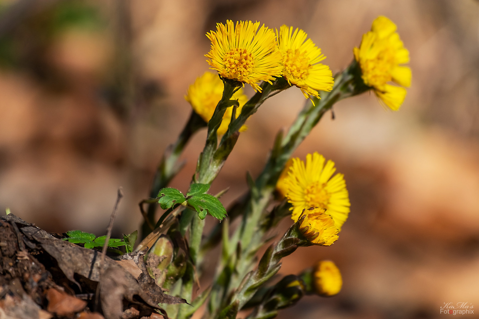 Miwoblümchen