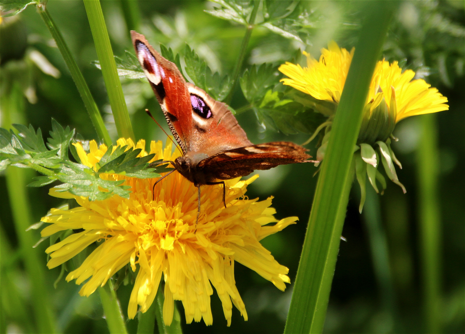 Miwoblümchen....