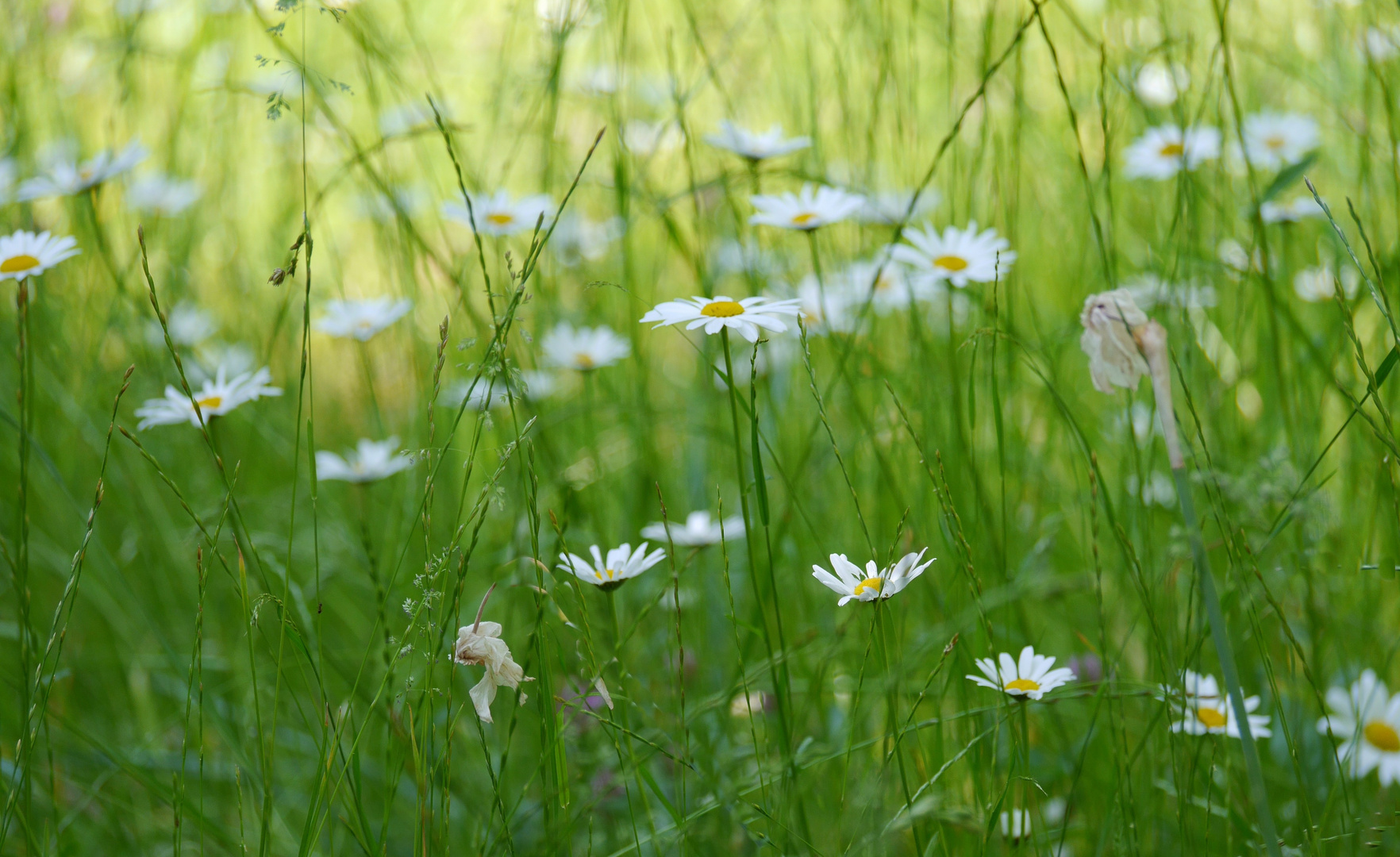 Miwoblümchen