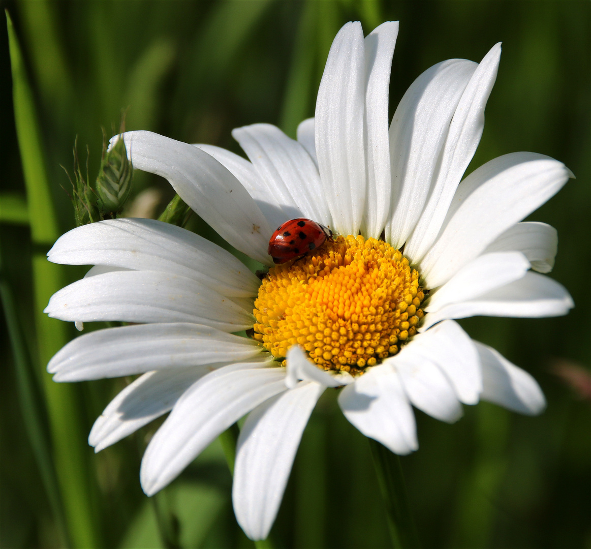 ° Miwoblümchen °