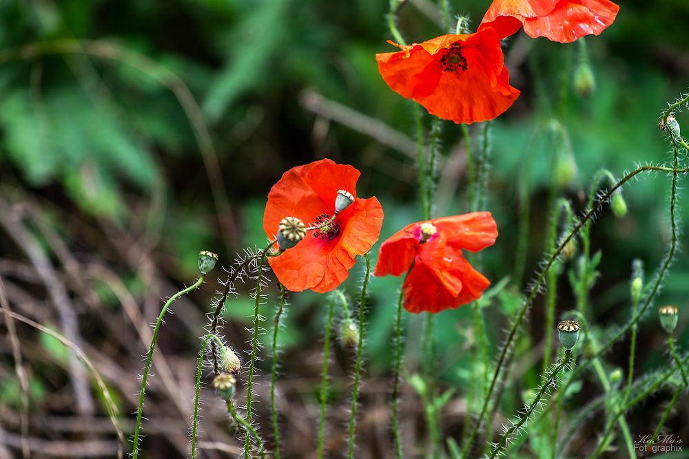 Miwoblümchen