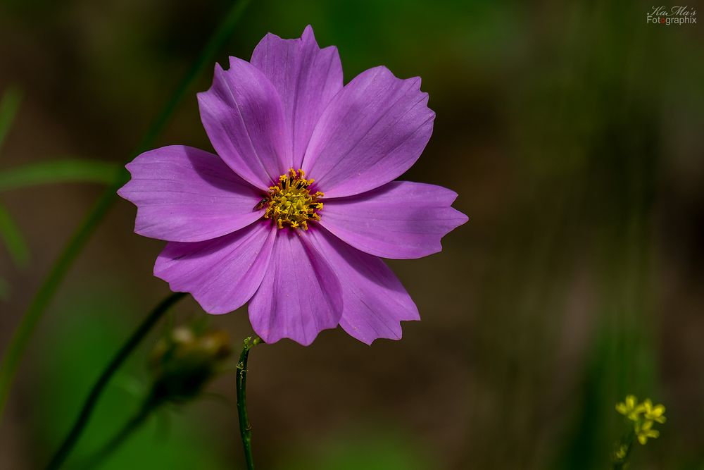 Miwoblümchen