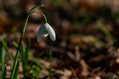 Miwoblümchen