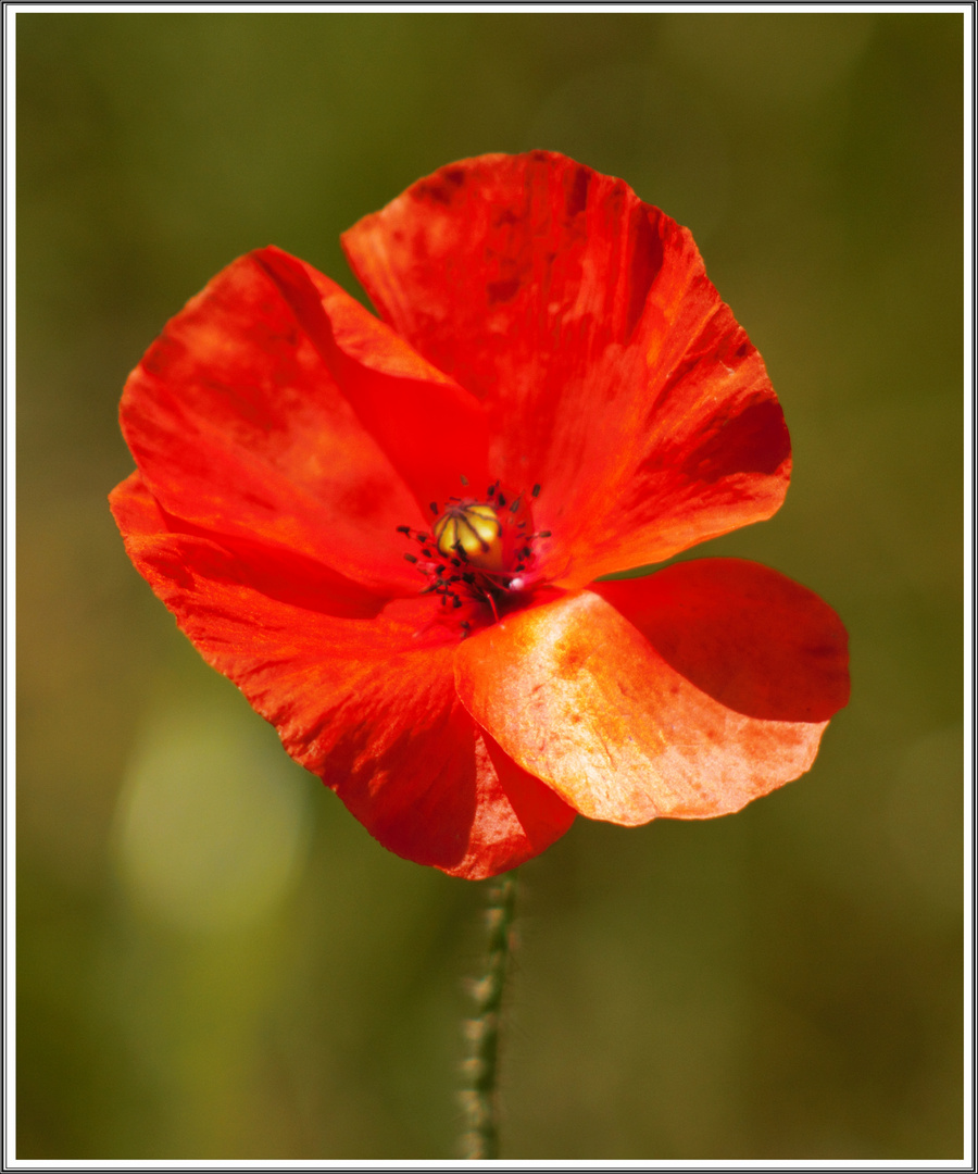 MIWOBLÜmchen am Donnerstag