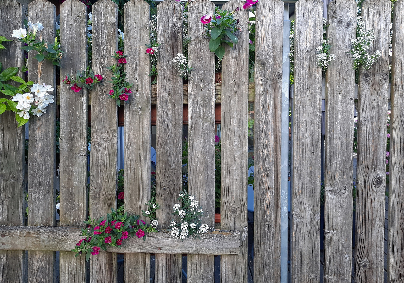 Miwoblümchen aus Nachbars Garten Foto & Bild stillleben, pflanzen