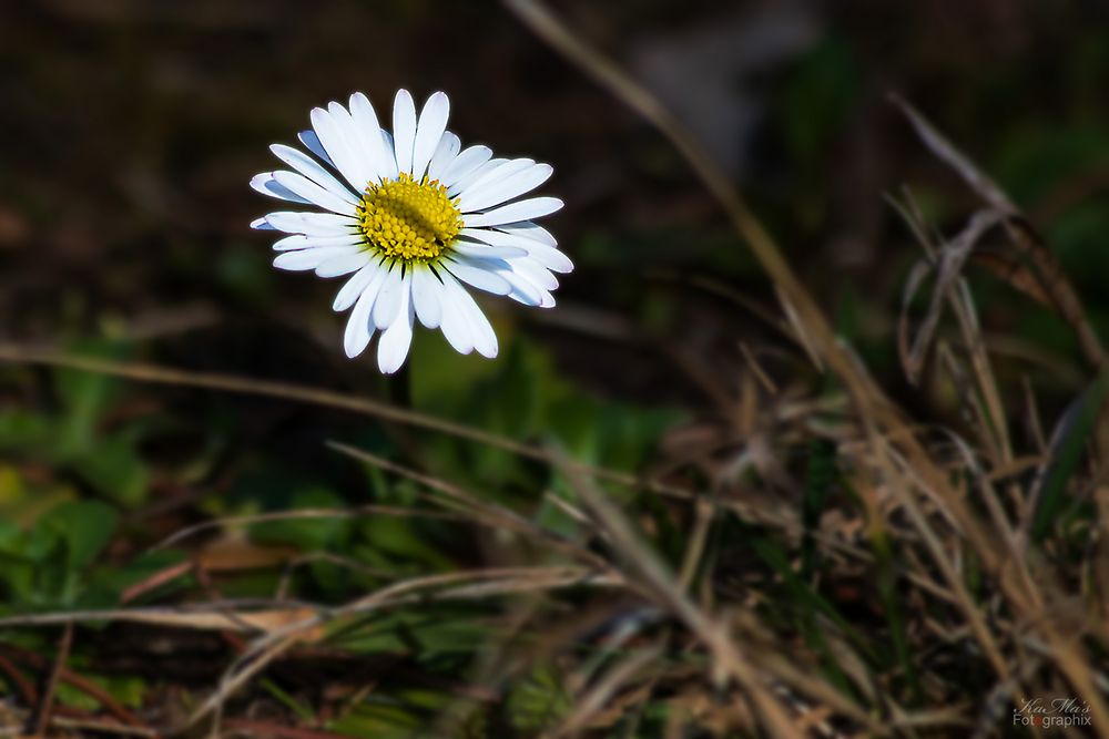 Miwoblümchen