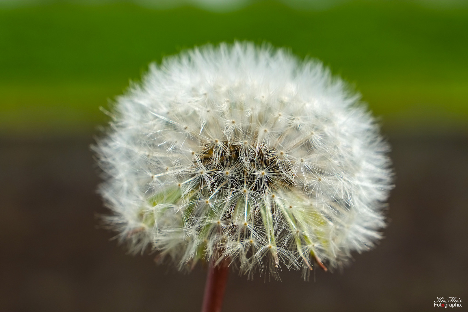 Miwoblümchen