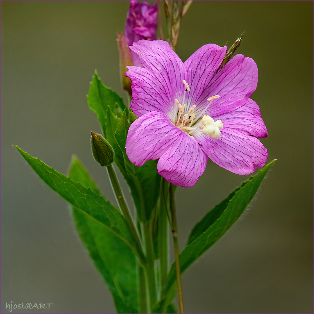 Miwoblümchen im Quadrat 