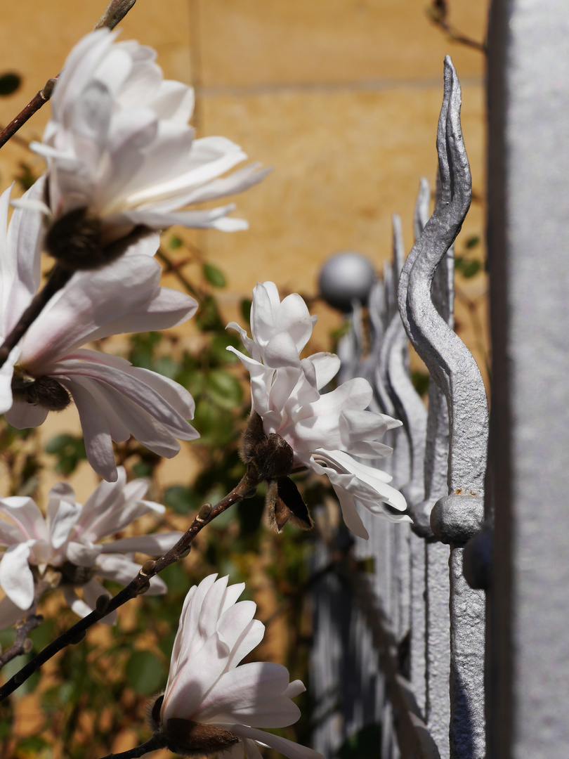 Miwoblümchen in der Stadt