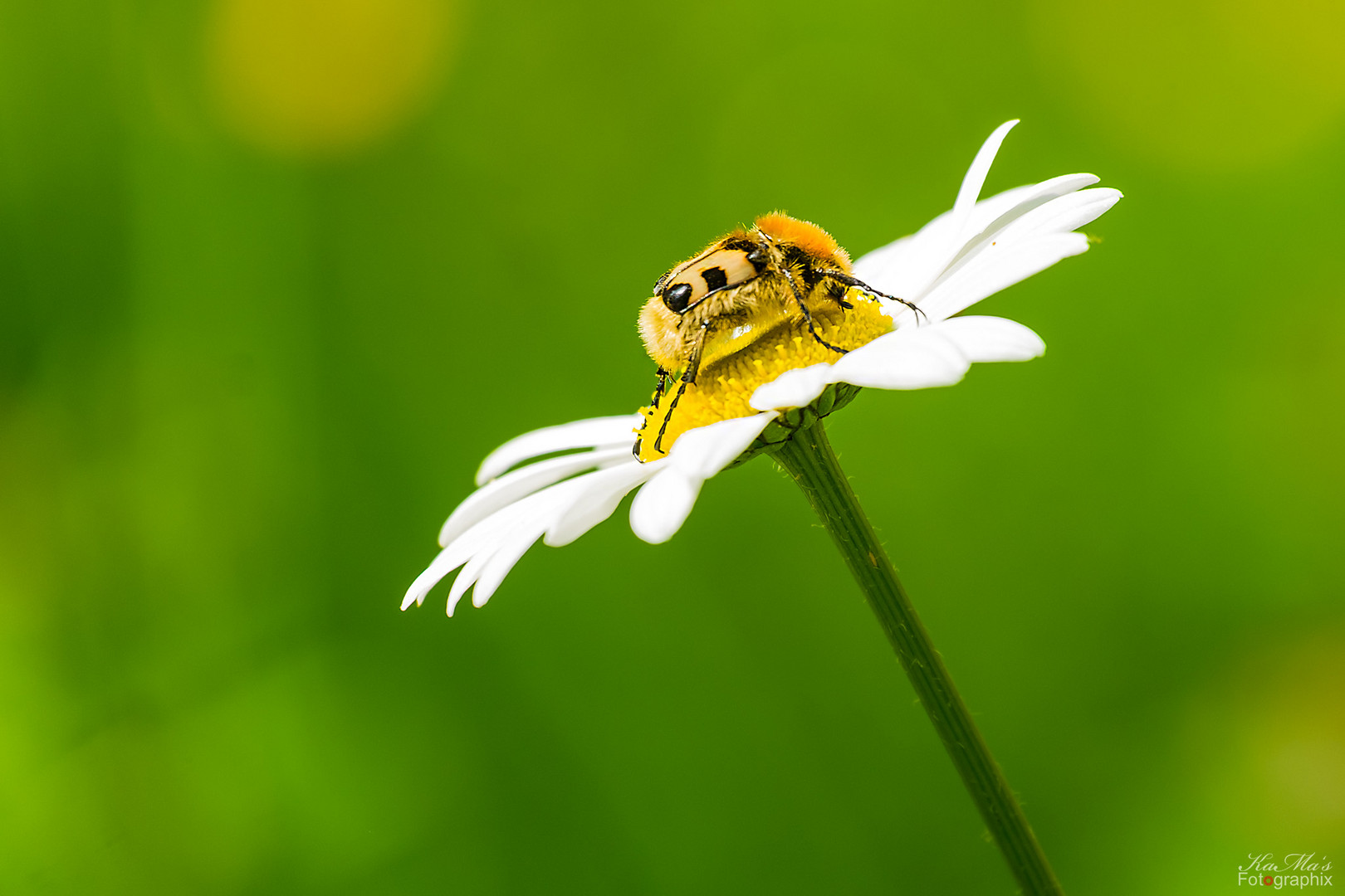 Miwoblümchen mit Besuch