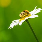 Miwoblümchen mit Besuch