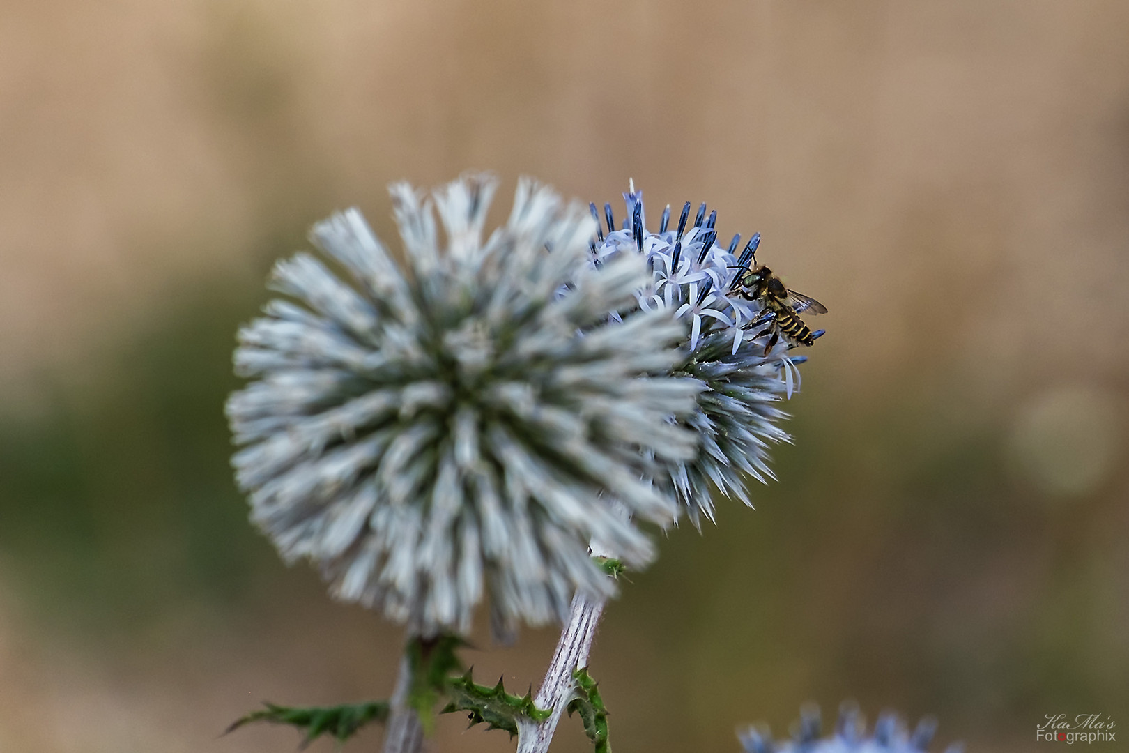 Miwoblümchen mit Besuch