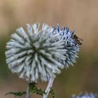 Miwoblümchen mit Besuch