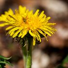 Miwoblümchen mit Besuch