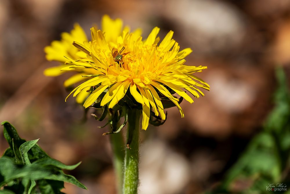 Miwoblümchen mit Besuch