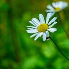 Miwoblümchen mit Besuch