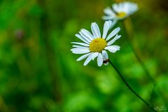 Miwoblümchen mit Besuch