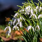 Miwoblümchen mit Besuch