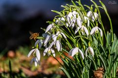 Miwoblümchen mit Besuch