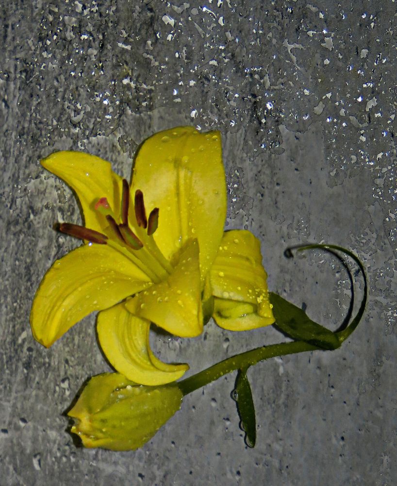 MiWoBlüte "LiDL Lilie"draußen ist auch alles schon seit Tagen