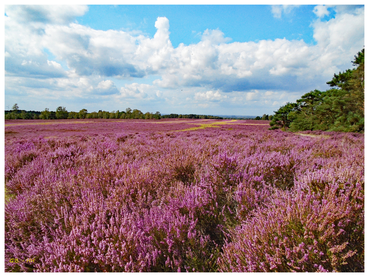 MiWoBlume  - Blume des Jahres 2019... Besenheide