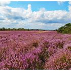 MiWoBlume  - Blume des Jahres 2019... Besenheide