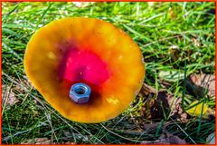 MiWoMu ... nahm ein Pilz-Bad ...