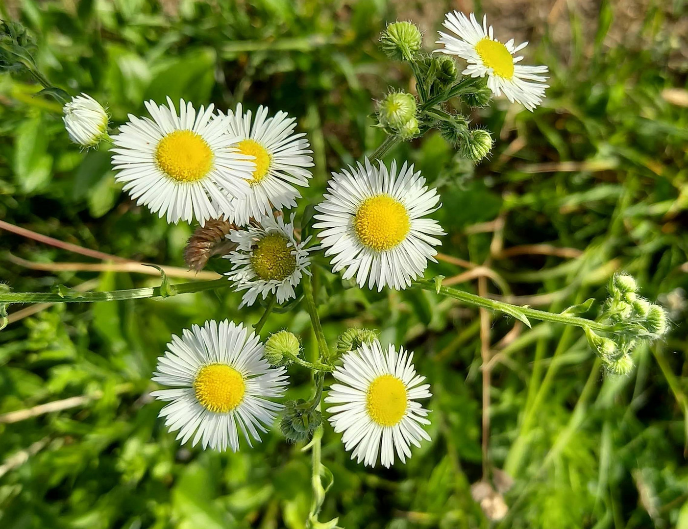 MiWoWiesenBlümchen